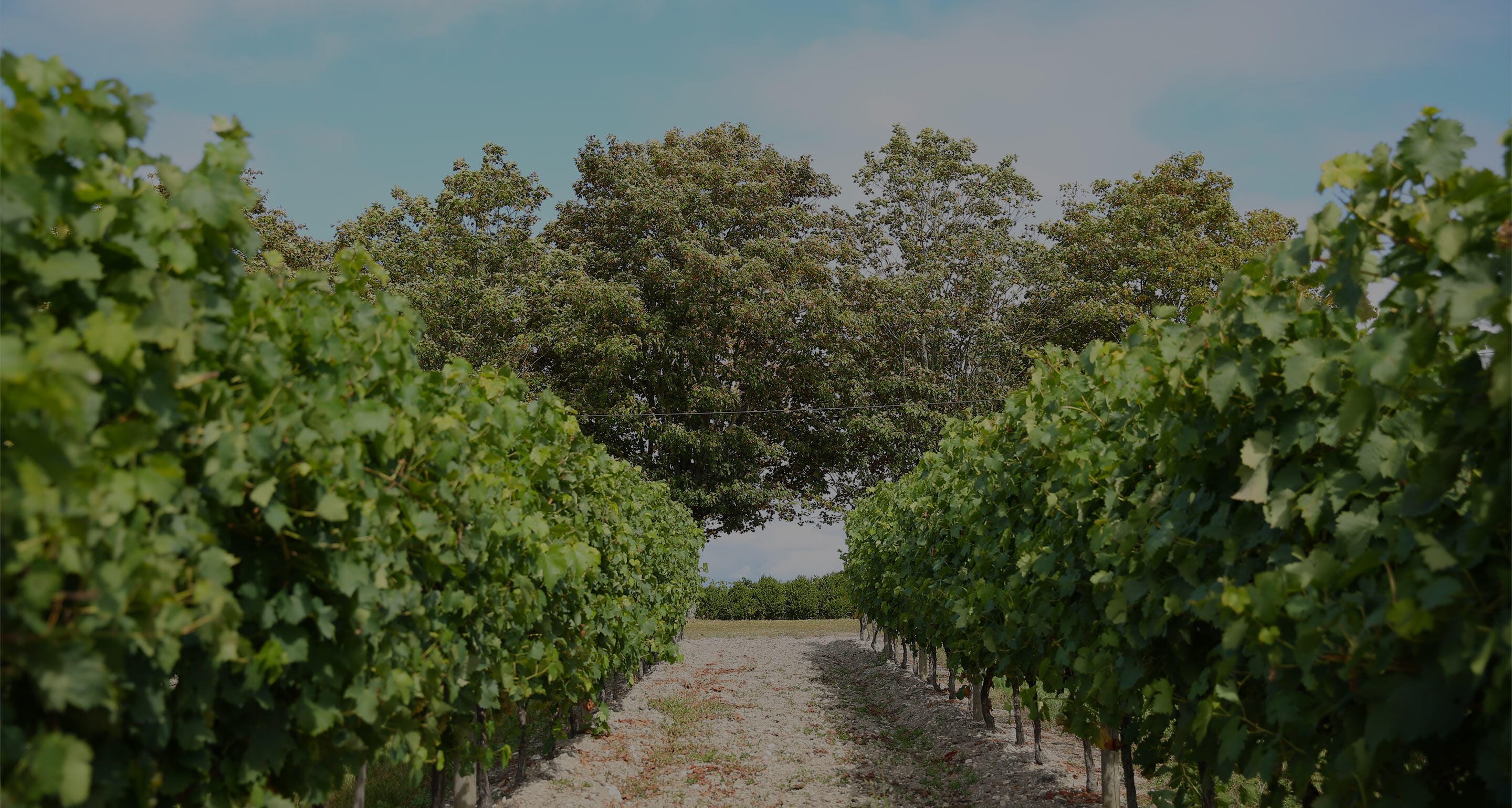 Hennessy Harvest