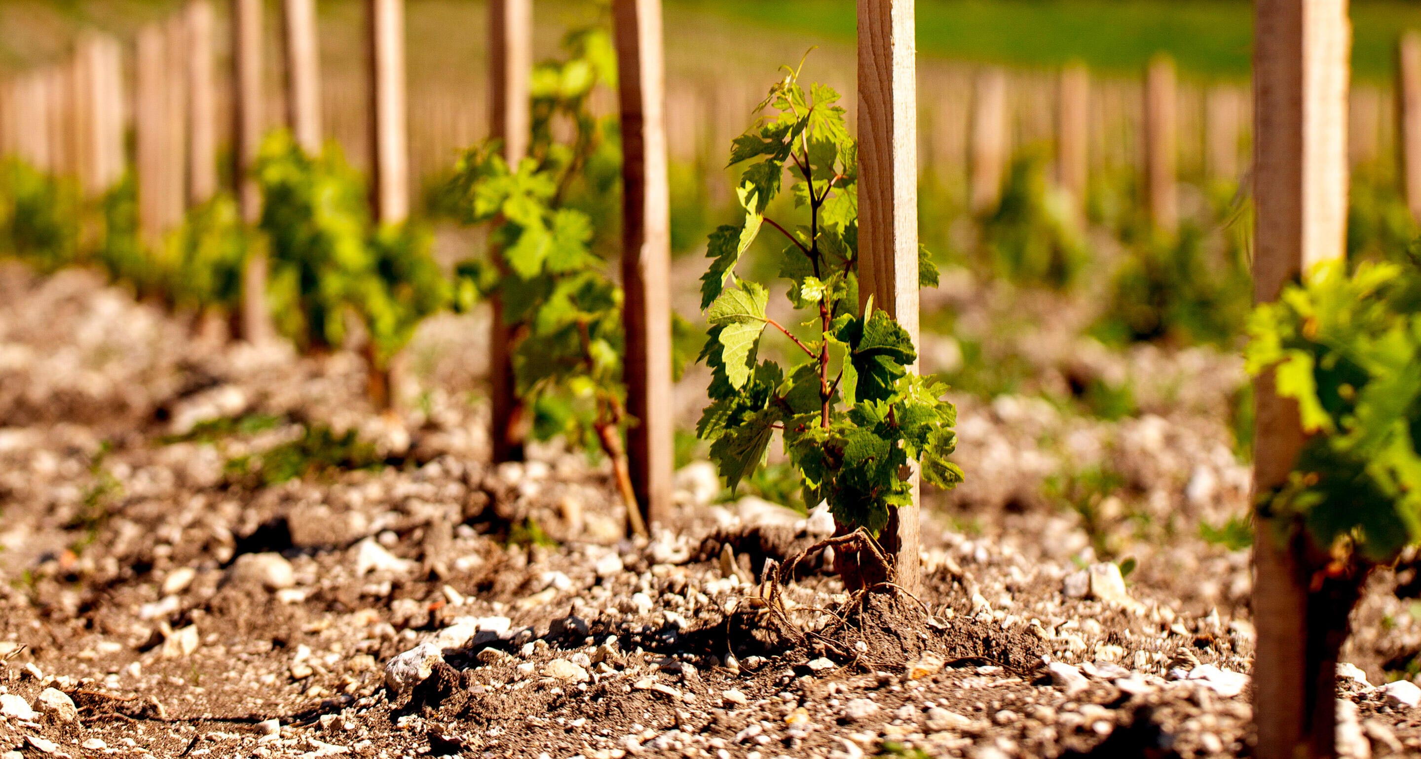 Hennessy terroir cognac