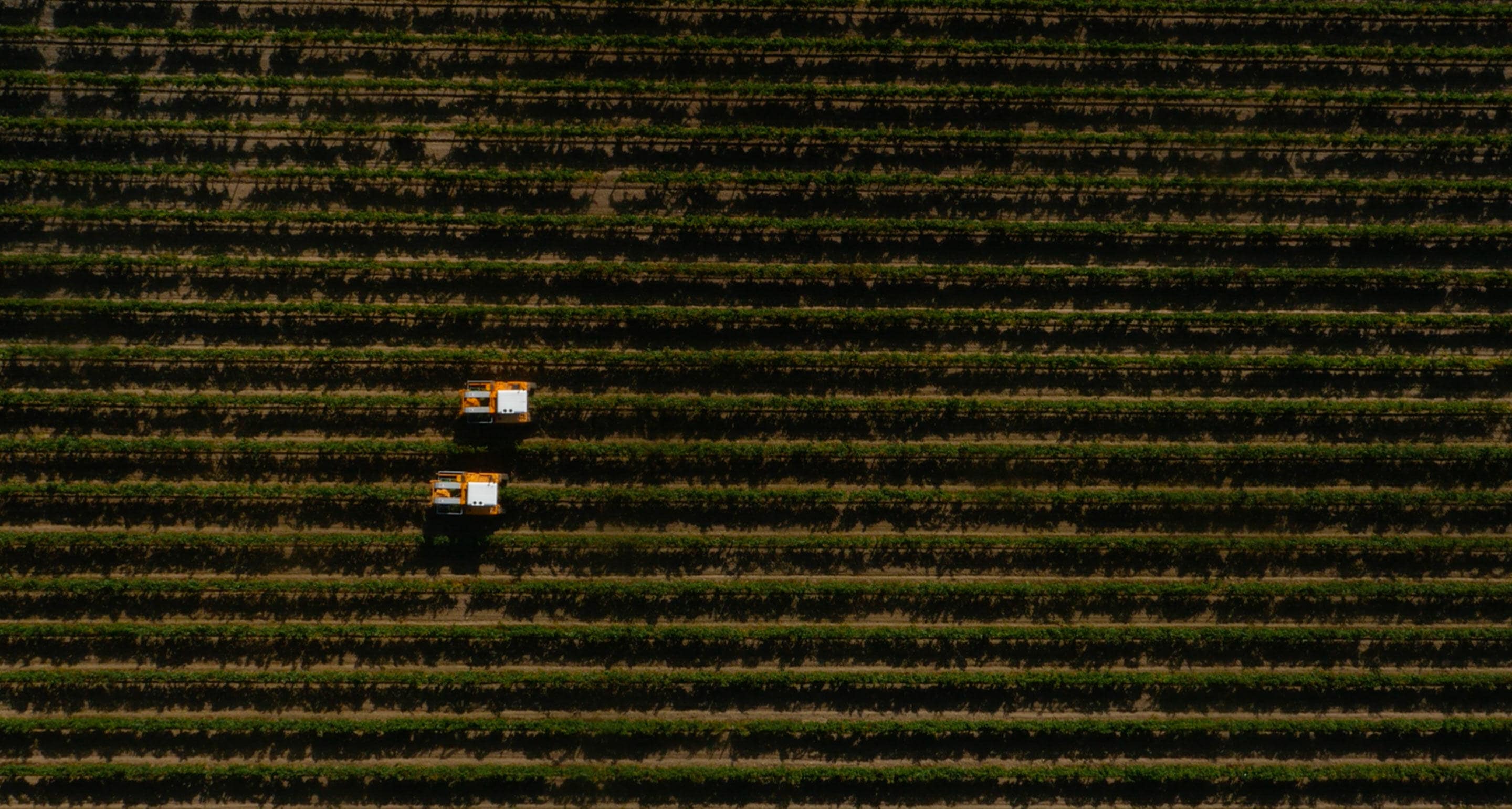 Hennessy harvest