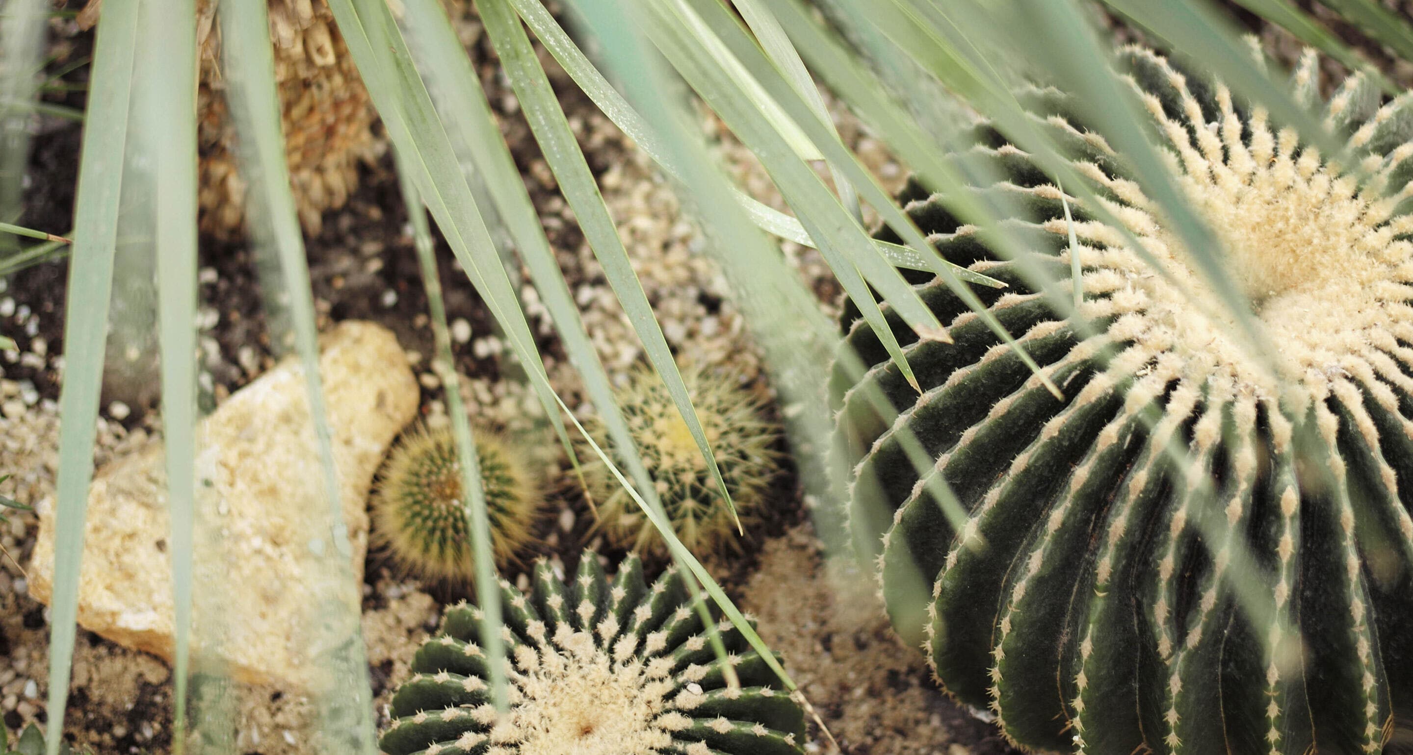 Hennessy’s Winter Garden