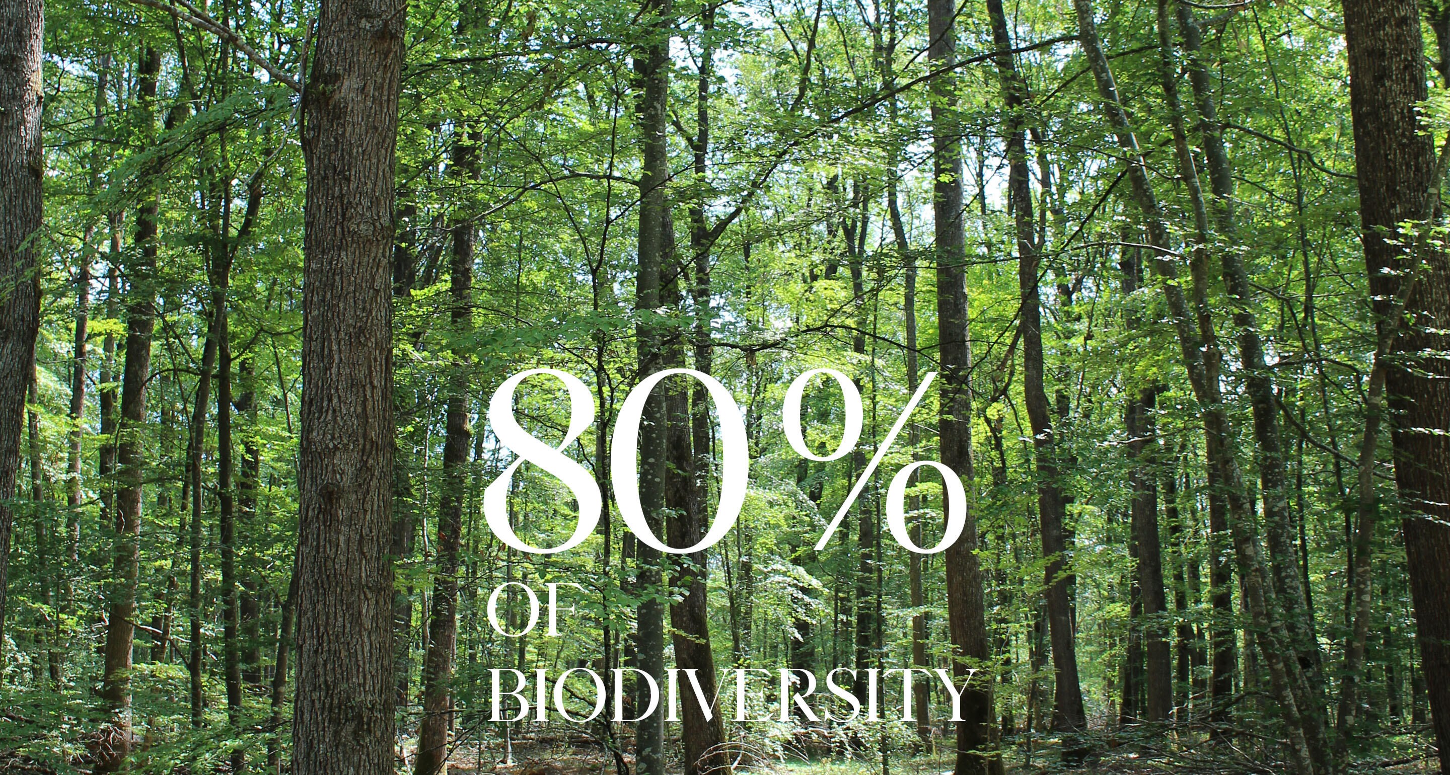 FORESTS, THE RICHEST ECO SYSTEM