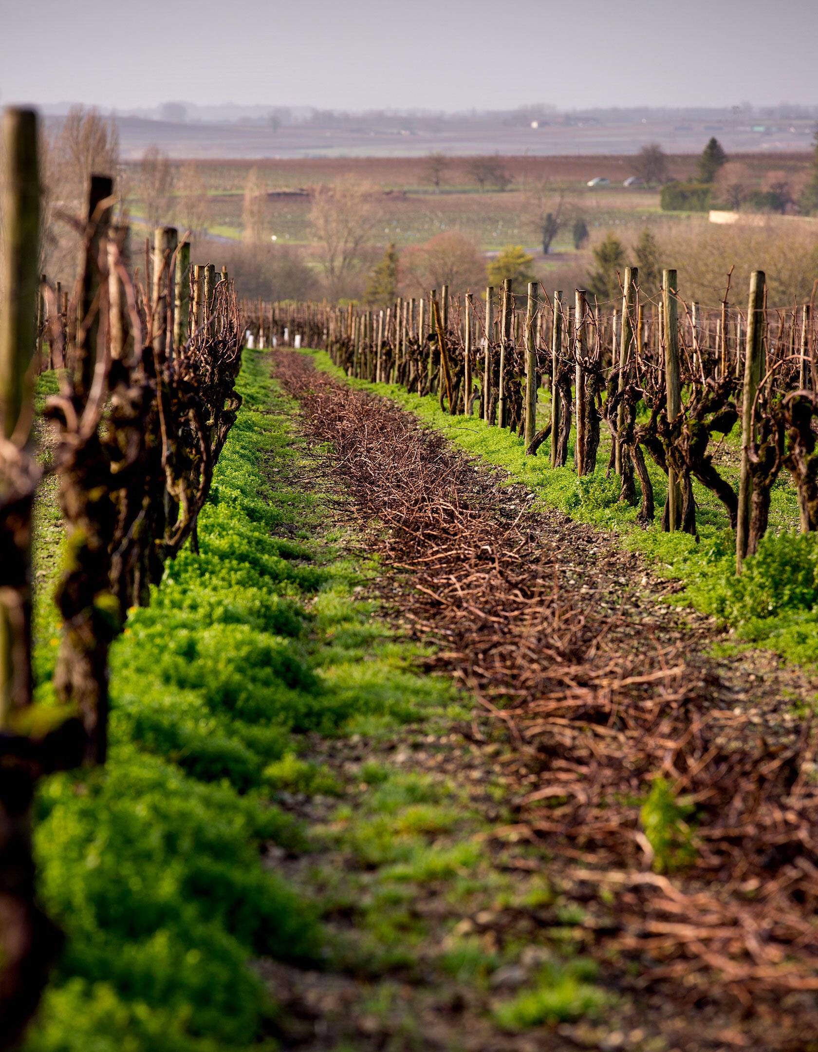 Hennessy harvest