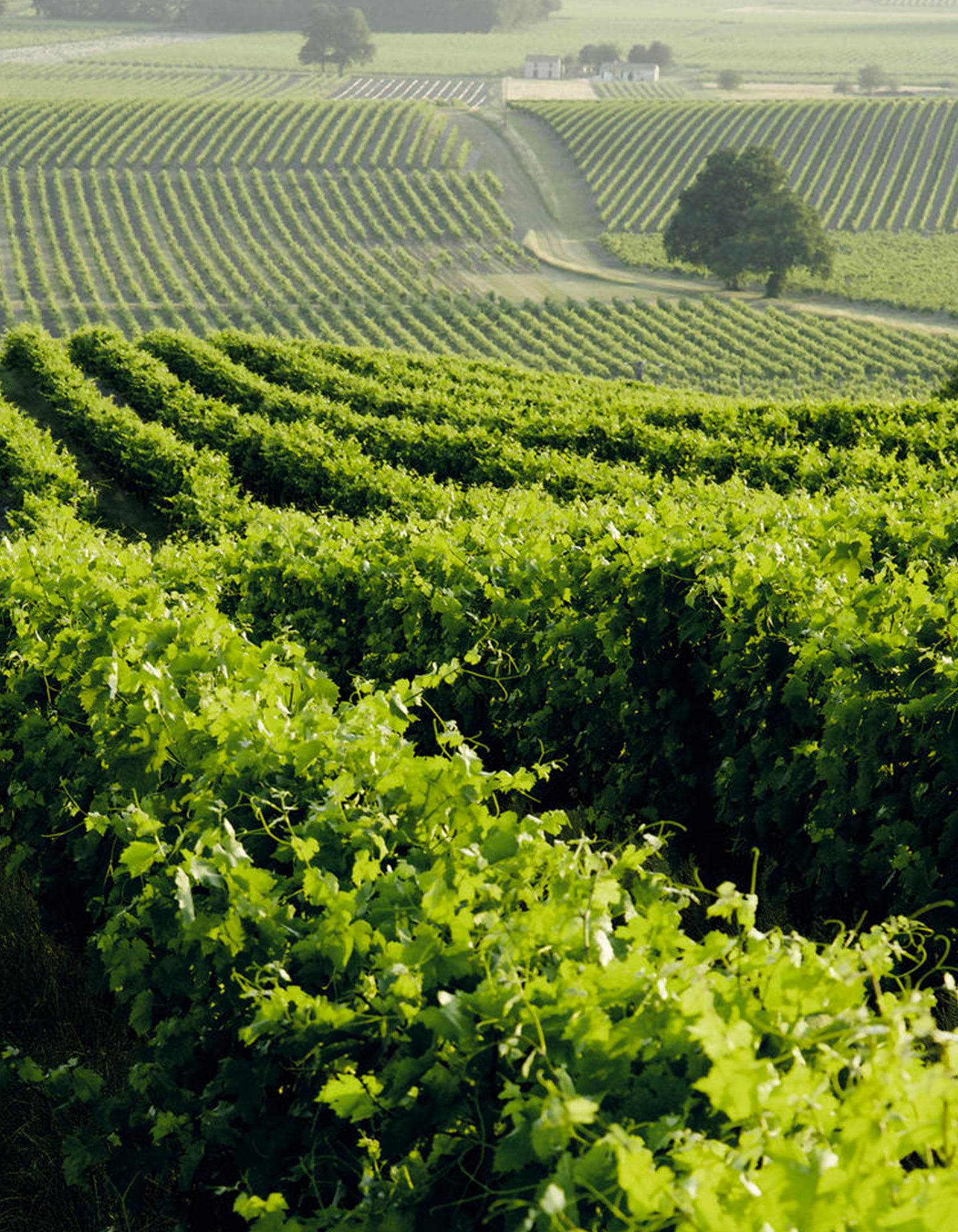 Hennessy harvest