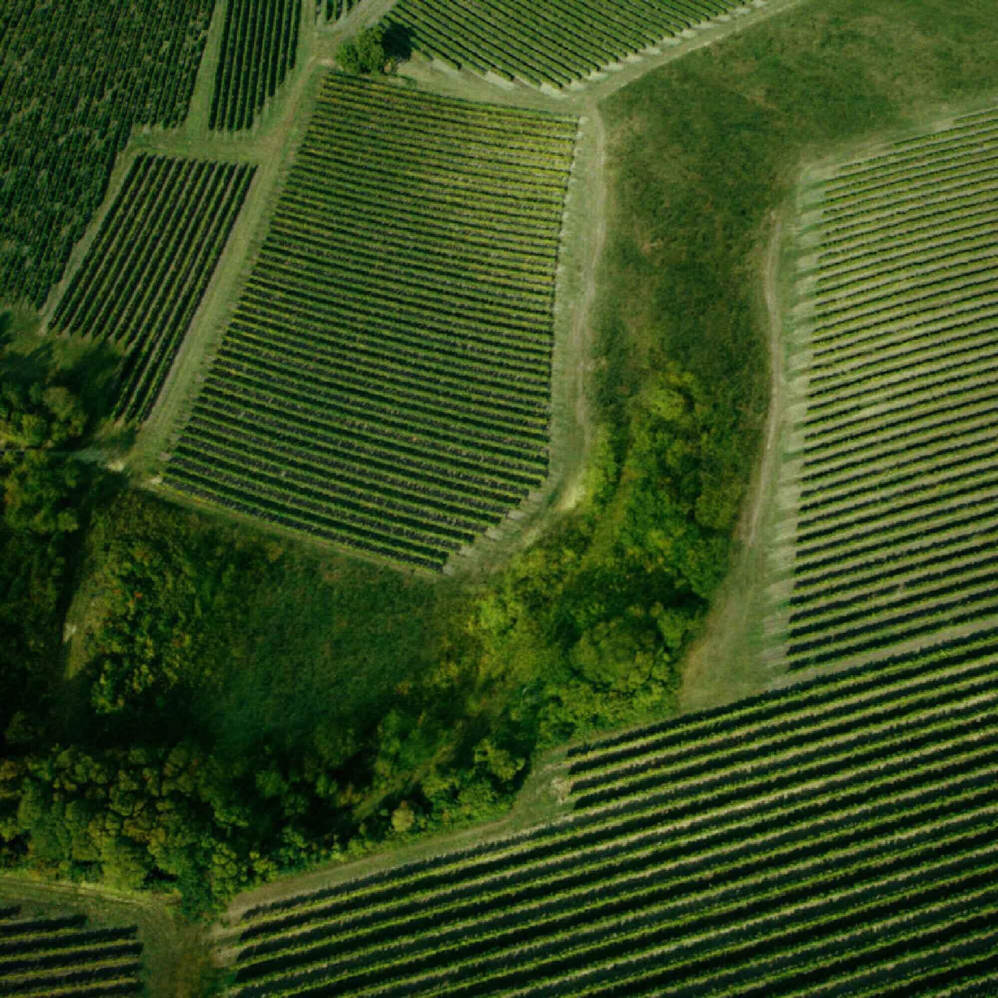 Hennessy Cognac Vineyard Landscape